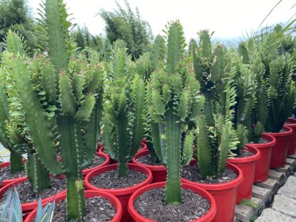 Euphorbia Acruensis Cowboy cactus 300mm pot