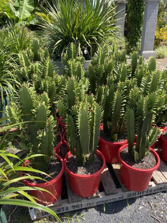 Euphorbia “Cowboy cactus” or “Candle Cactus” Bamboo South Coast
