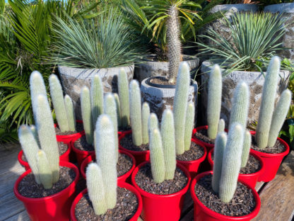 Silver Torch cactus (Ciesocactus Strausii) 300mm pots