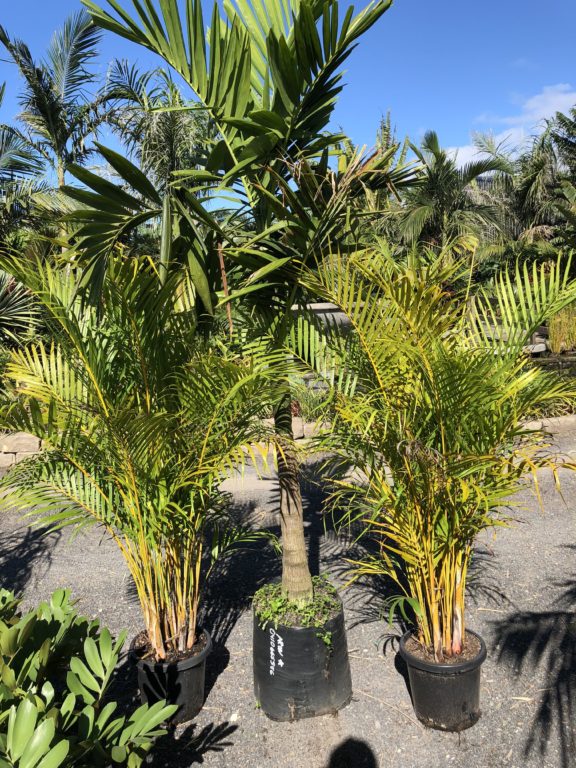 Golden Cane Palm - Bamboo South Coast