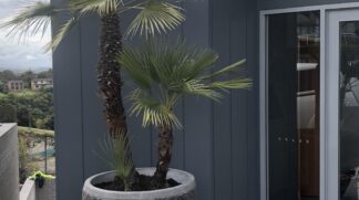 Chamaerops Humilis “European Fan Palm”