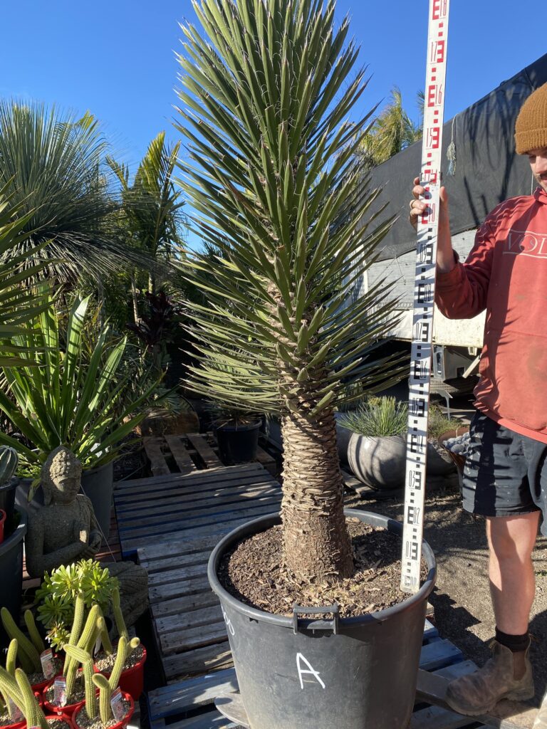Yucca Filifera 110 L $2200