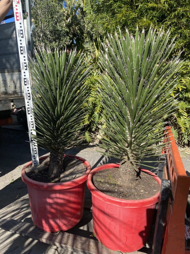 Yucca Filifera 500mm pot 1m tall $880