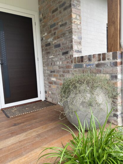 60cm concrete “Ball” pot installed on front door with Delasperma cooperii