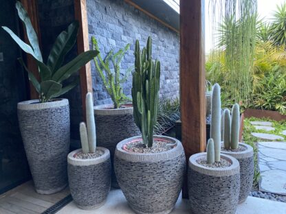Slate pot cluster with mixed cacti