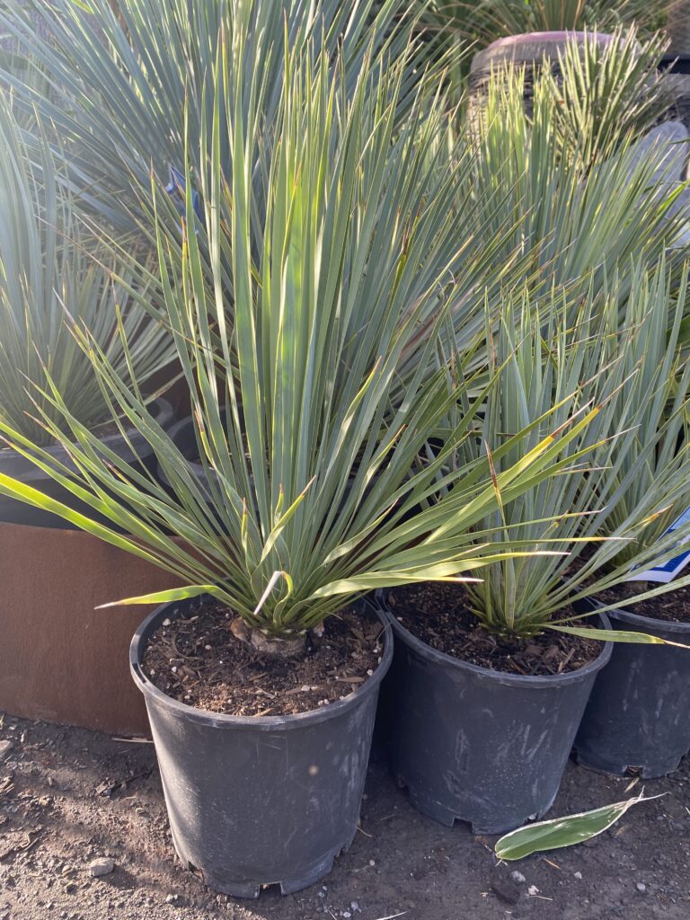 Yucca rostrata 200mm pot $88