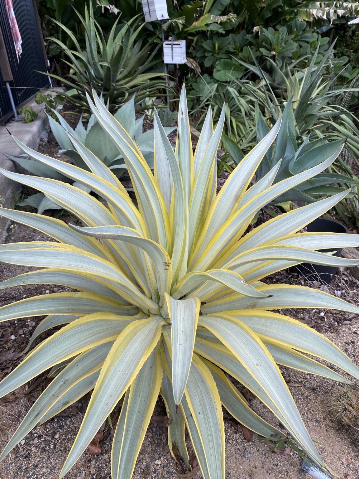 Agave “Galactic Traveller” - Bamboo South Coast