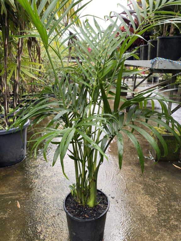 Cascade palm - Bamboo South Coast