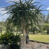 Aloe Barberae Tree Aloe