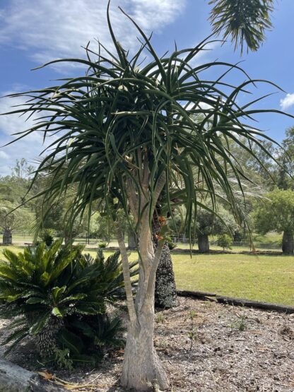 Aloe Barberae Tree Aloe