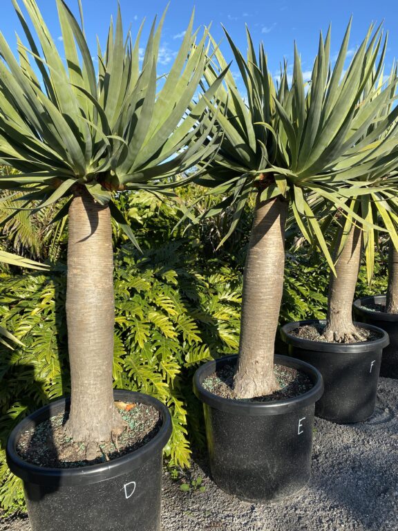 Dragons Blood Tree - Bamboo South Coast