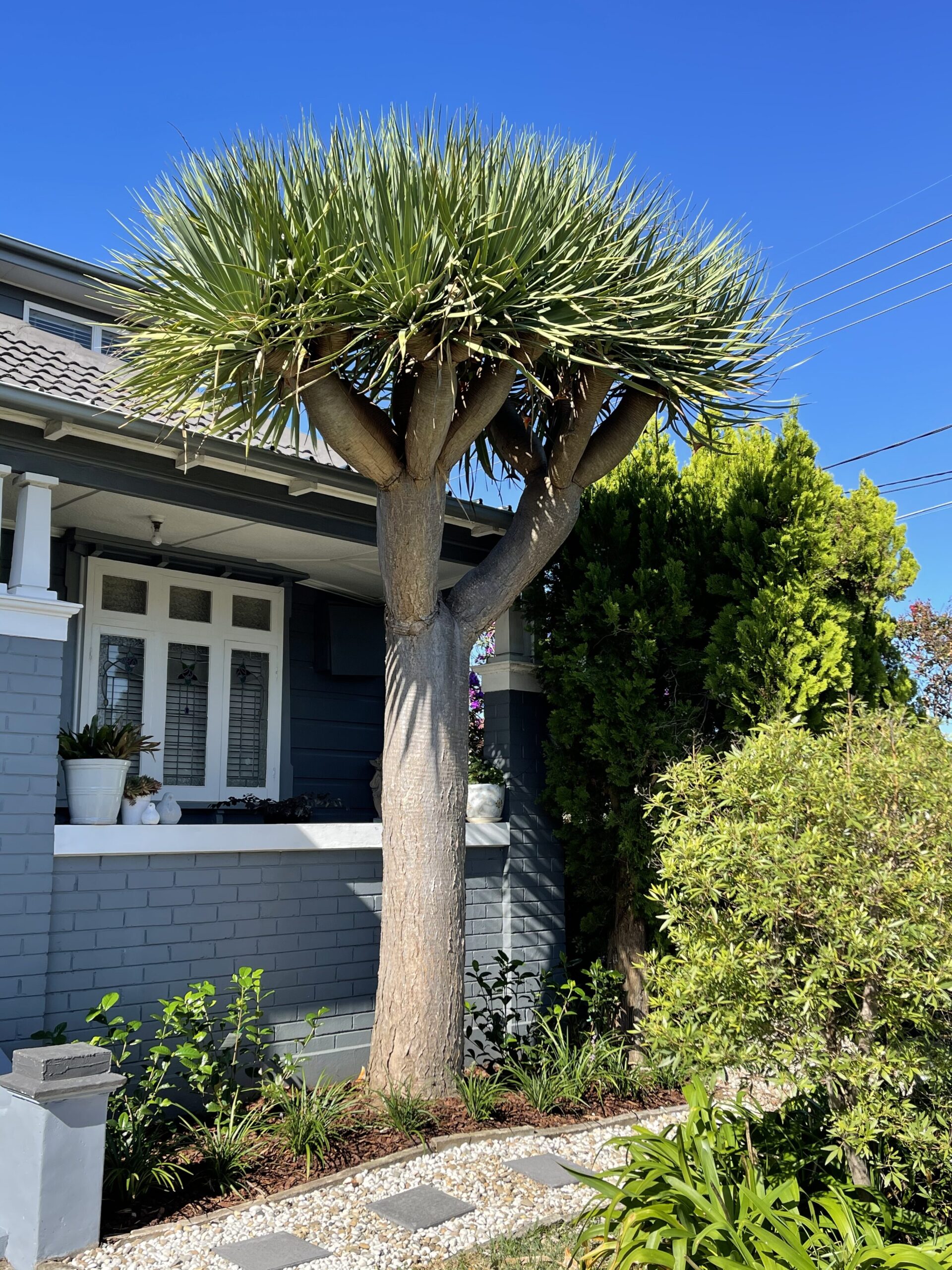 Dracaena Draco Potted