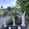 Aloe tree 200L sculptured 18 19 20