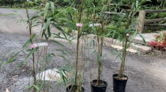 Arrow Bamboo 200mm pots