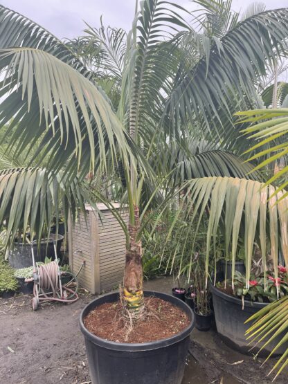 Kentia Palm 300L sun grown 2.6m
