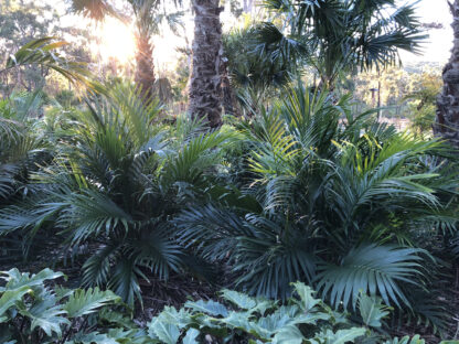 Cascade palm (Chameodora Atrovirens)