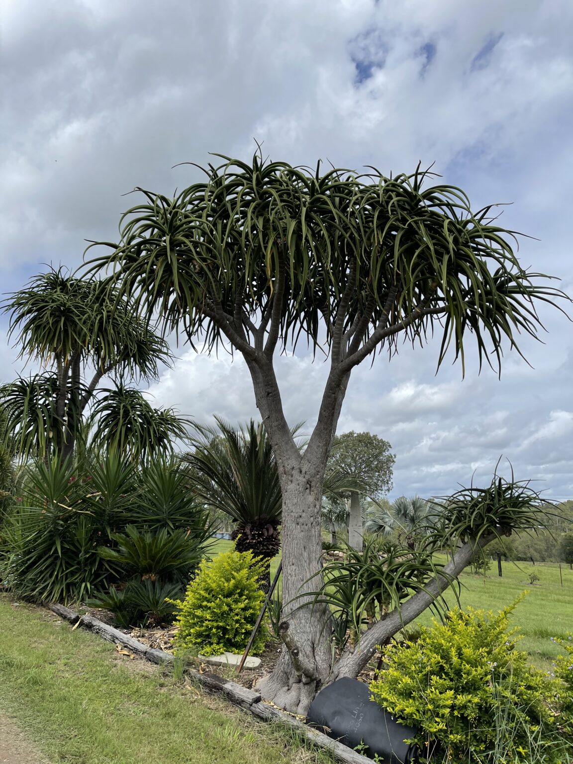 Tree Aloe - Bamboo South Coast