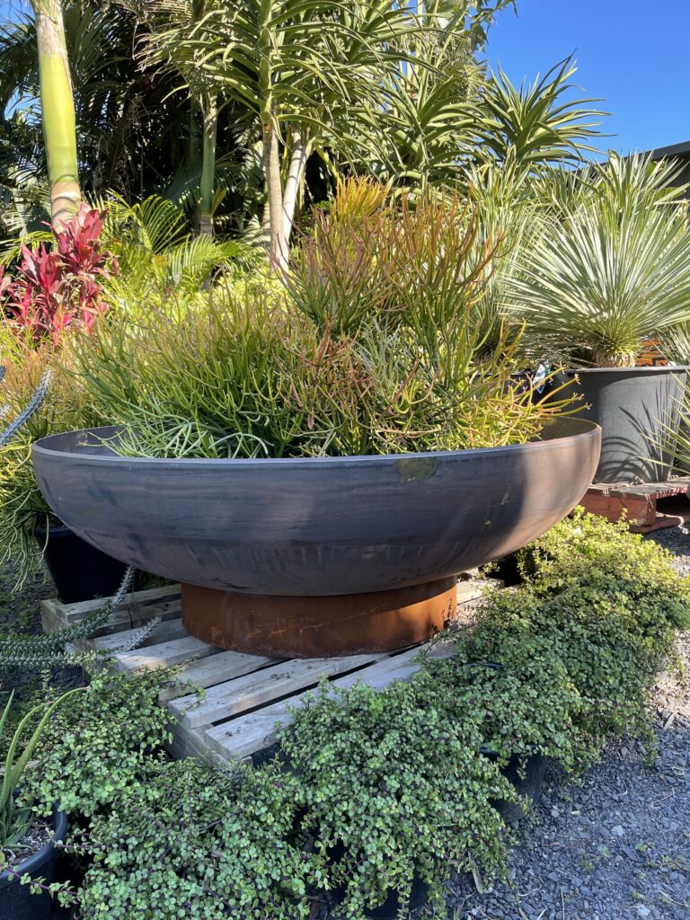 Steel Bowl Fire pit planted with firesticks succulent