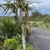 Tree Aloe Barberae