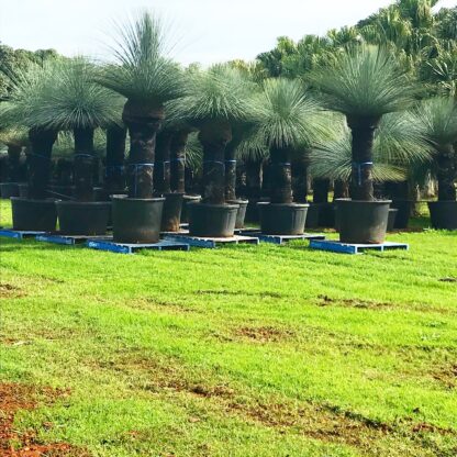 Blue grass trees in pots Bamboo South Coast