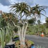 Tree Aloe Barberae
