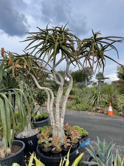 Tree Aloe Barberae