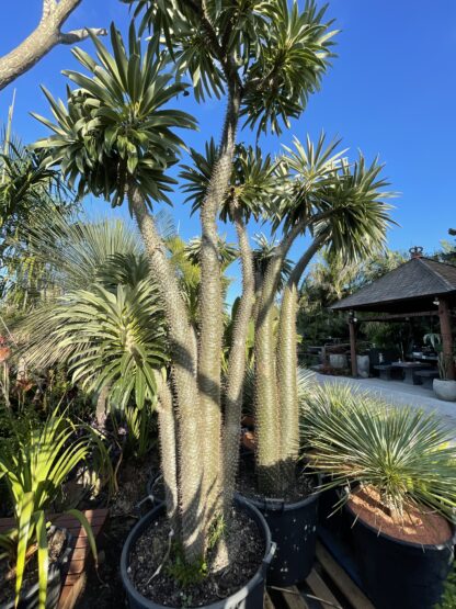 Pachypodium Lamerii Madagasgar palm