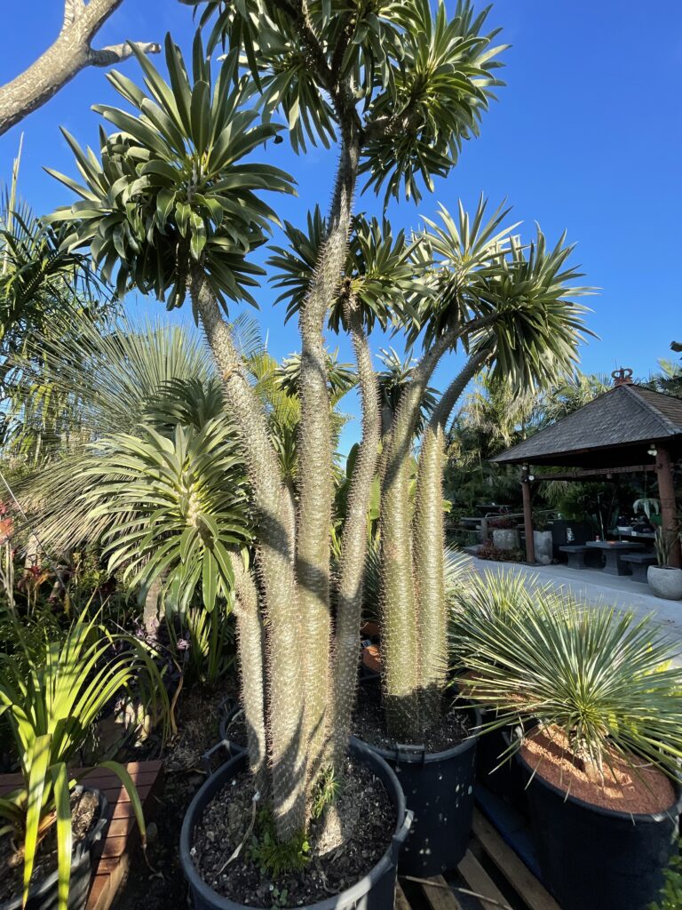 Pachypodium Lamerii Madagasgar palm