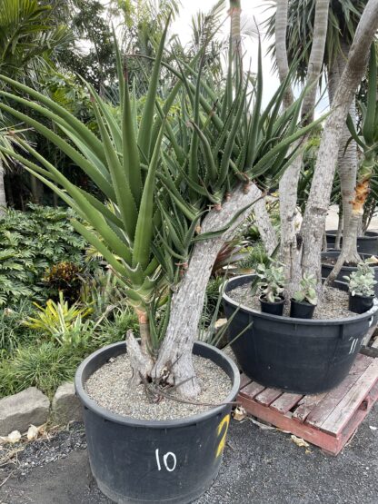 Tree Aloe Barberae multi