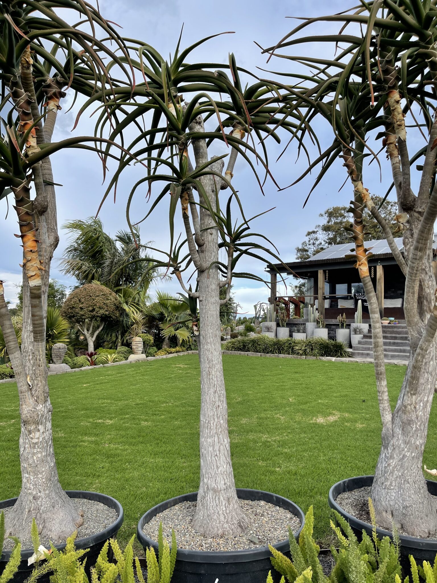 Tree Aloe - Bamboo South Coast