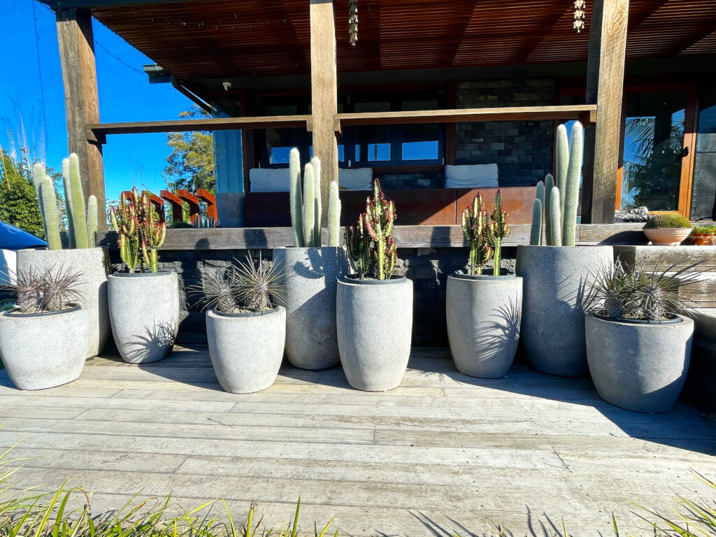 Pots with cactus NO MAINTENANCE!