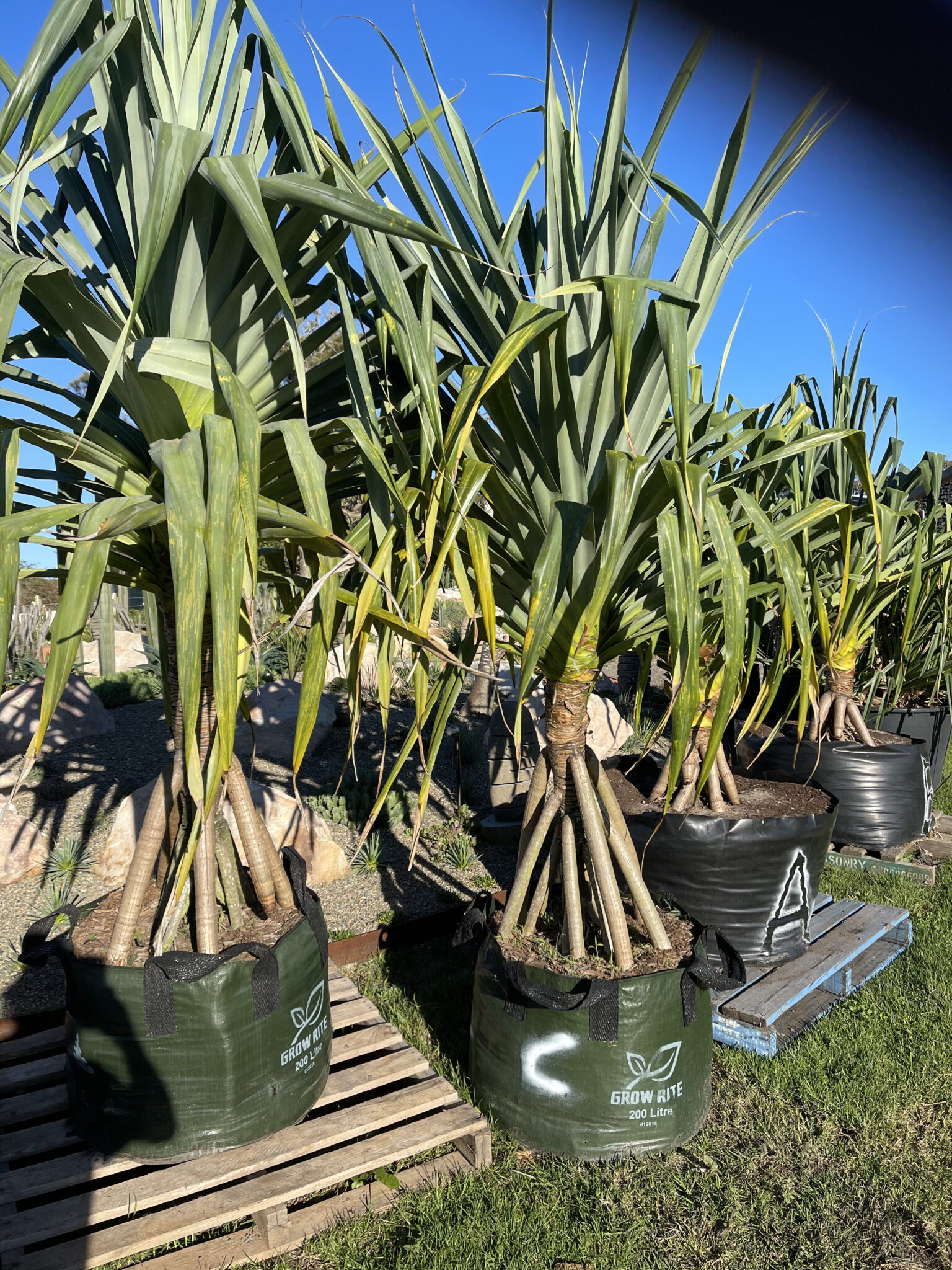 pandanus-screw-pine-bamboo-south-coast