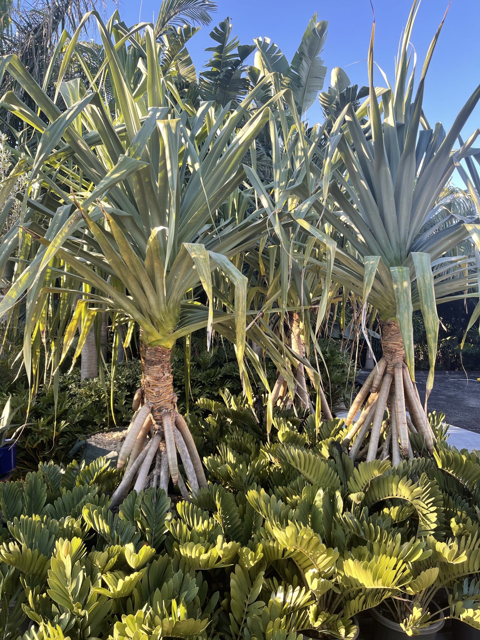 pandanus-screw-pine-bamboo-south-coast