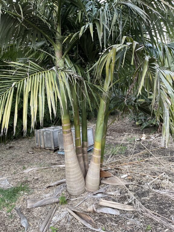 Bangalow Palm Bamboo South Coast