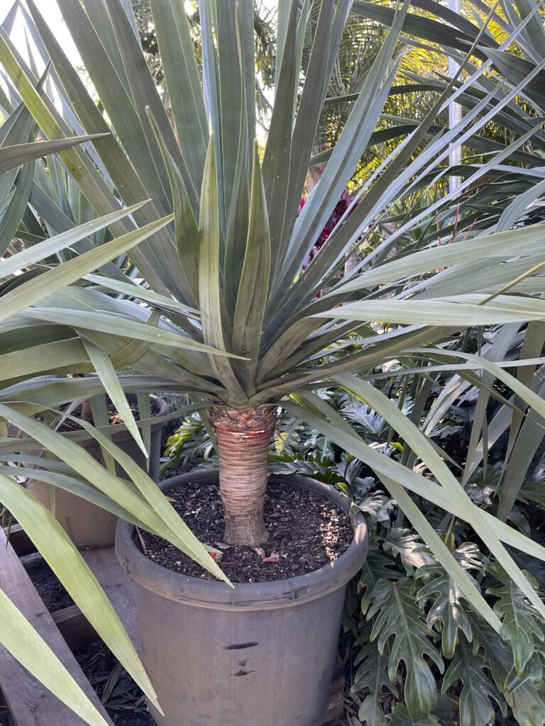 Dragons Blood tree 500mm pot on special $330