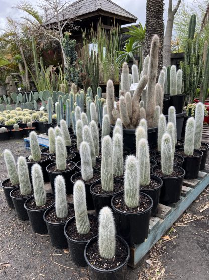 Cleistocactus strausii silver torch cactus 200mm pot