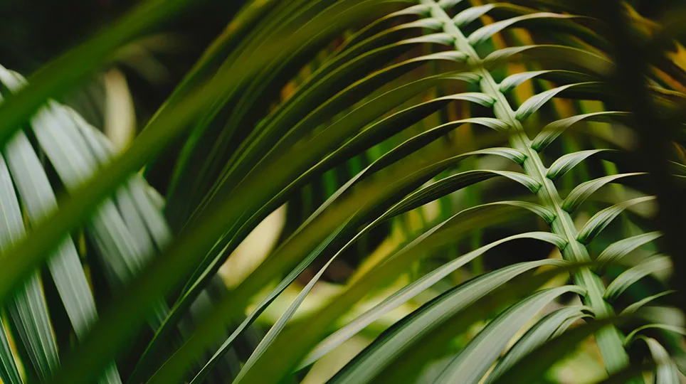 Kentia Palm (Howea forsteriana) available at Bamboo South Coast Nursery