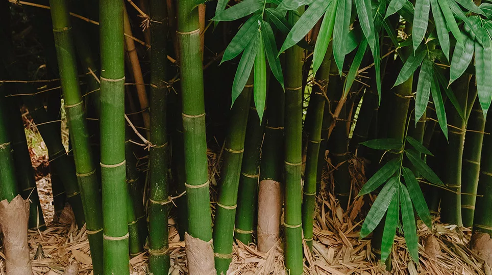 Slender Weaver (Gracilis) bamboo available at Bamboo South Coast Nursery